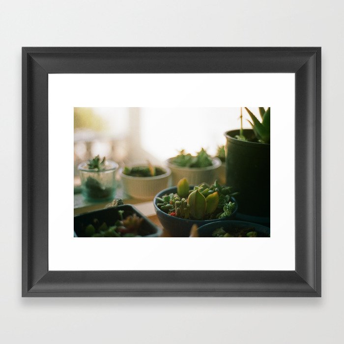 succulents  Framed Art Print