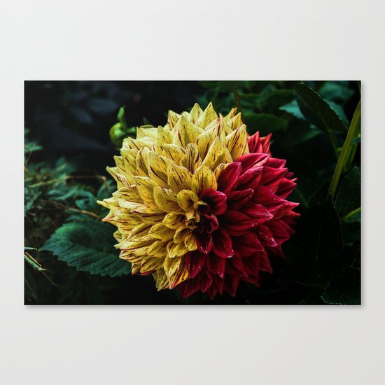 dahlia Canvas Print