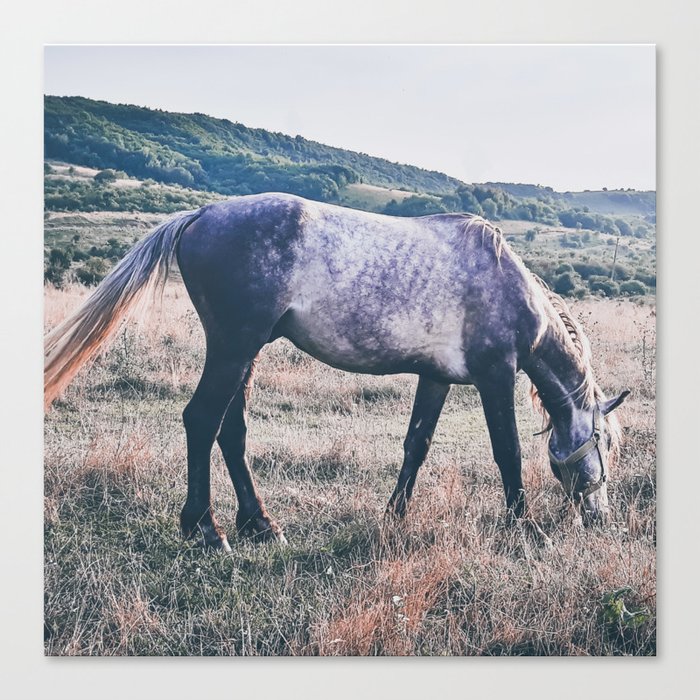 Vintage arabian purebred grey young horse pasture in the countryside  Canvas Print