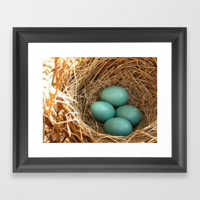 Four American Robin Eggs Framed Art Print