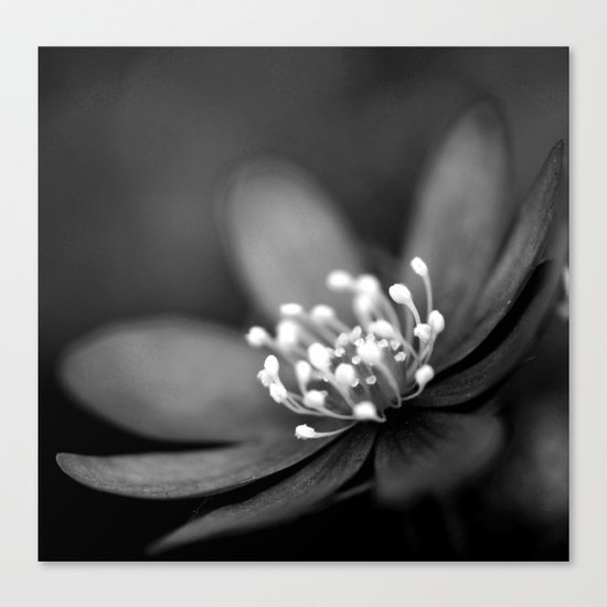 Blue spring flower Hepatica in bw II Canvas Print