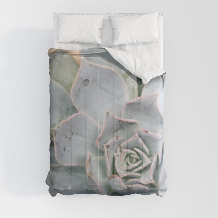 Mexico Photography - The Echeveria Lilacina Plant Comforter