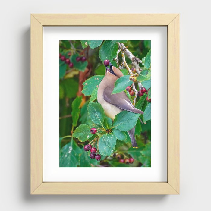 Cedar Waxwing Recessed Framed Print