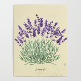Vintage botanical print - Lavender Poster