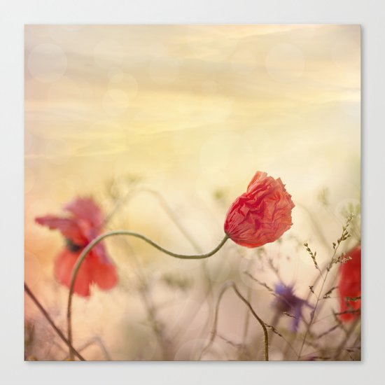 Poppy flower and sunset Canvas Print