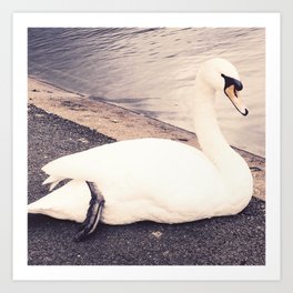 The Swan Art Print | Photo, Swan, Vintage, Nature, Animal 