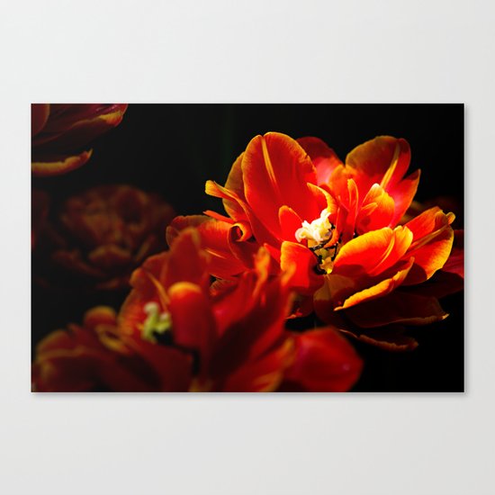 Red tulips dark background Canvas Print