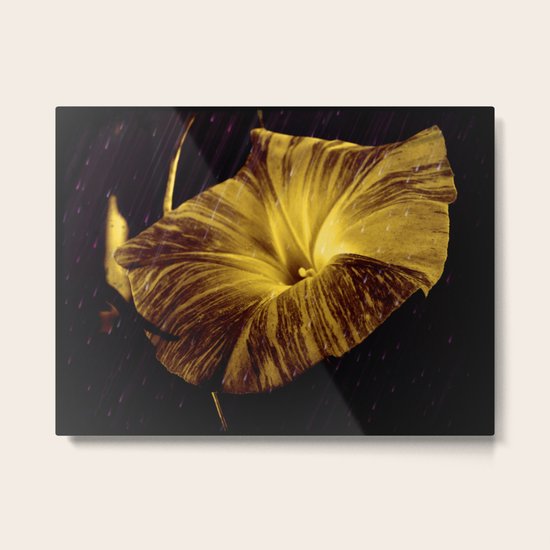 Golden Glory Metal Print