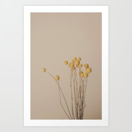 Yellow Craspedia / Billy Balls, dried flowers nature photography. Art Print