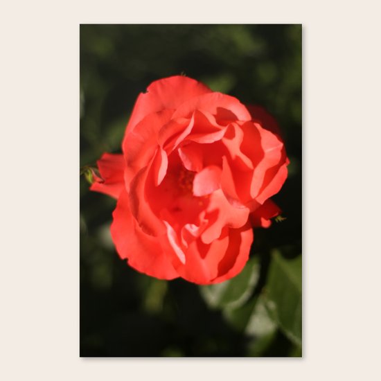 Rose - Red Canvas Print