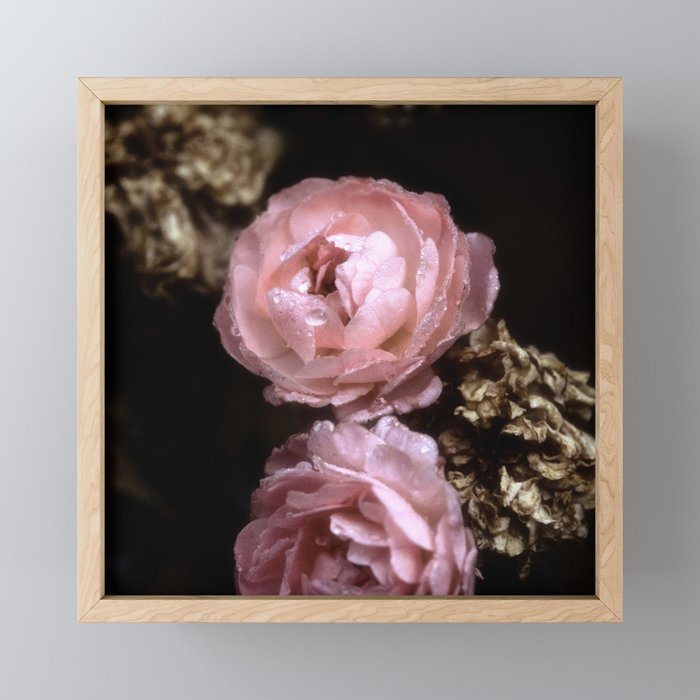 Rose Garden XX Framed Mini Art Print