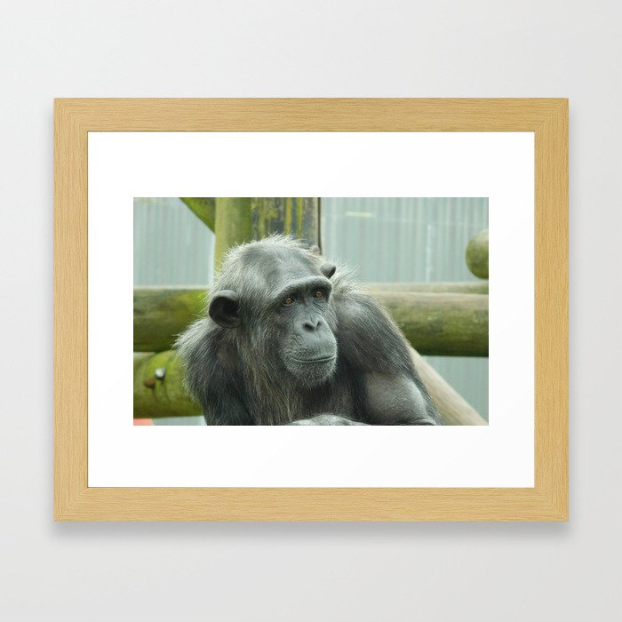 Sally from Monkey World Framed Art Print