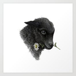Black sheep Art Print