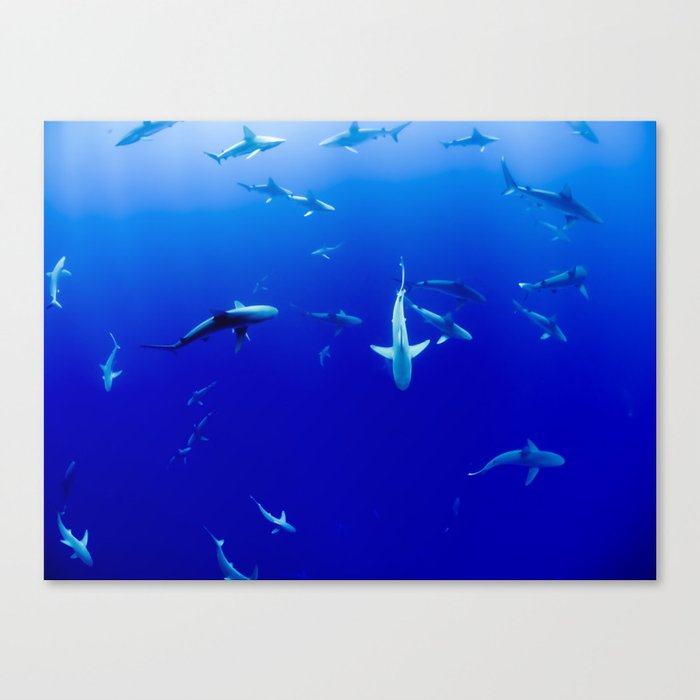 Sharks! Canvas Print