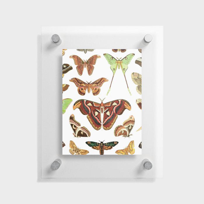 Moths Floating Acrylic Print