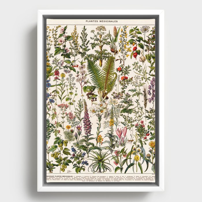 Adolphe Millot - Plantes Medicinales B - French vintage poster Framed Canvas