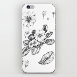 botanical illustration of primula primrose flowers iPhone Skin