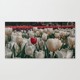Stand Out Canvas Print