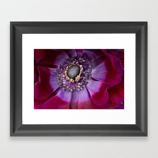 Anemone Coronaria - Macro Framed Art Print