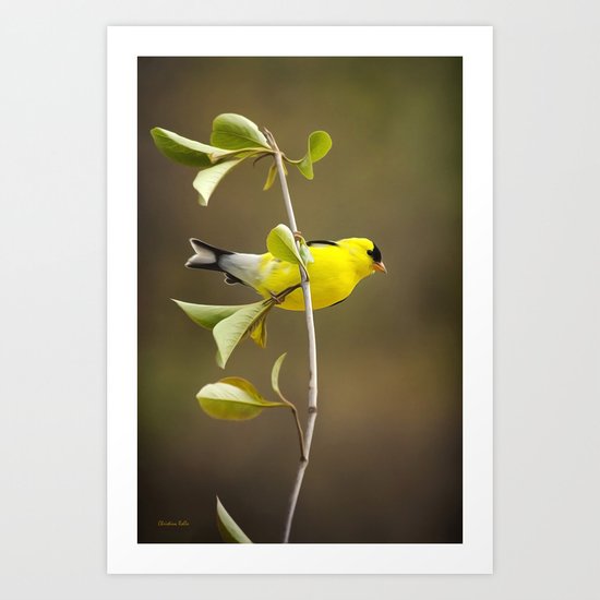 Goldfinch Art Print