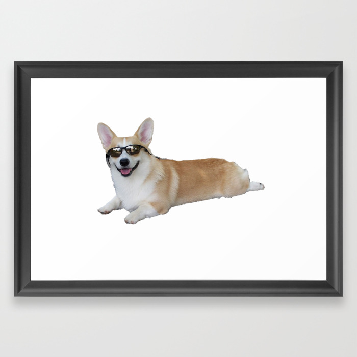 cool corgi