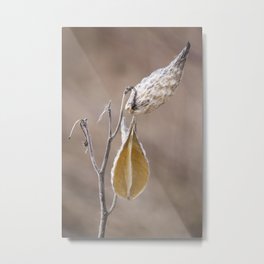 Dried Milkweed Metal Print | Macro, Milkweedpods, Country, Artphtography, Natureart, Minimalist, Digital, Fallscene, Plants, Color 