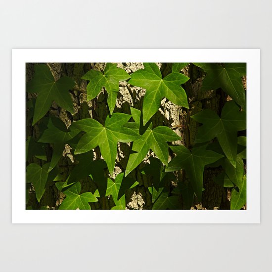 Sunny ivy leafs on a tree bark Art Print