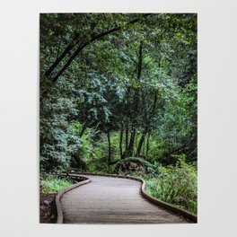 Moody Forest Trail . Adventure Nature Photography . Muir Woods, California Poster