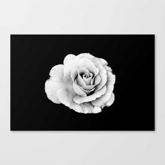 White Rose Canvas Print