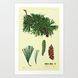 Eastern White Pine Collection Art Print