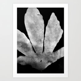Hibscus Leaf Photogram Art Print