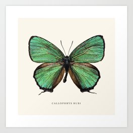 Callophrys Rubi Art Print | Wildlifeartprint, Butterfly, Walldecoration, Zoology, Studio, Nature, Photo, Designidea, Poster, Inspiration 