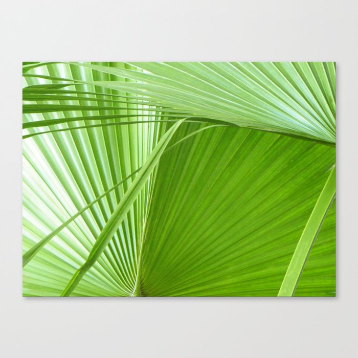 Palm Leaves Tropical Wall Art Beach Cottage Decor Coastal Palm Leaves Tropical Wall Art Beach Cottage Decor Coastal Canvas Print