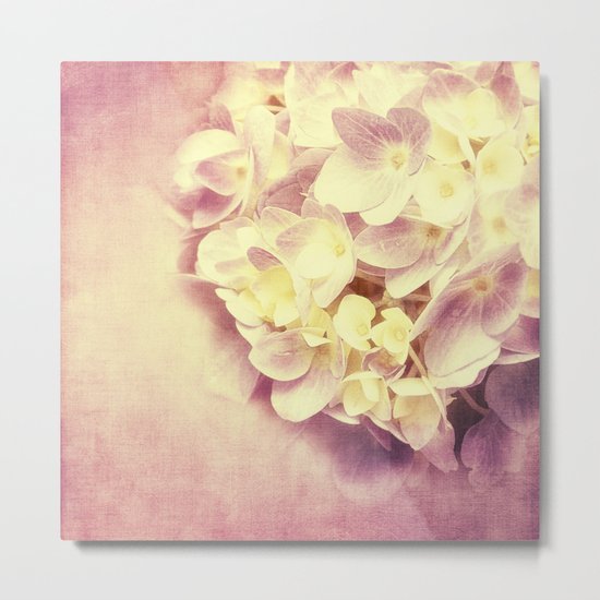 HYDRANGEA IN VANILLA AND PINK Metal Print