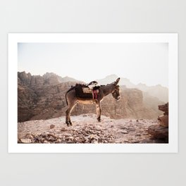 Donkey in the desert of Jordan, Middle-East | Travel Animals Photography nature Art Print