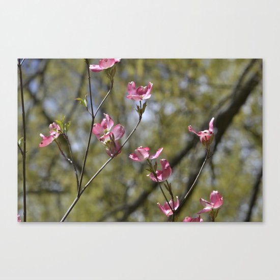 dogwood in bloom Canvas Print