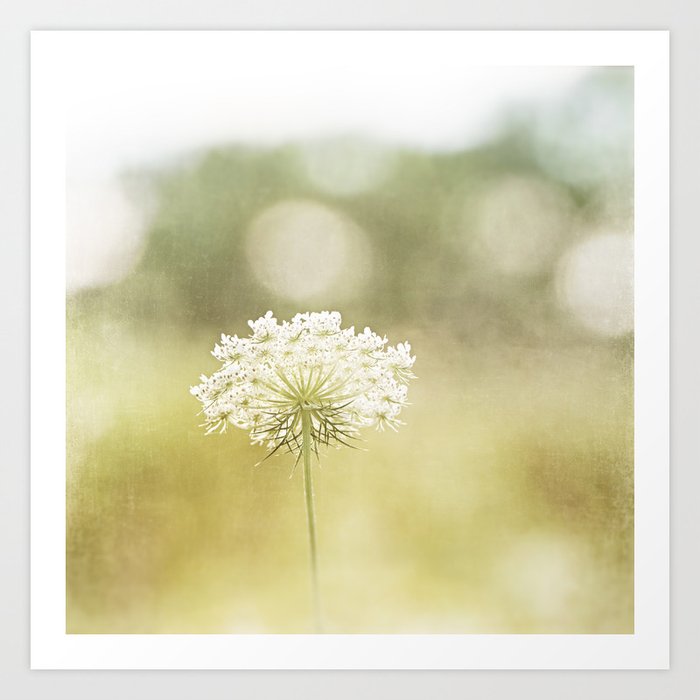 Queen Anne's Lace Nature Photography, Pale Yellow Floral Photography Art Print