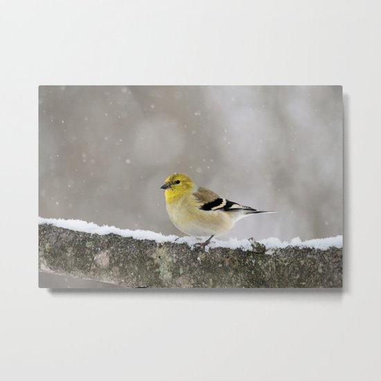 Winter Goldfinch Metal Print