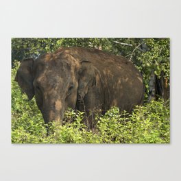 Sri Lanka Elephant Canvas Print