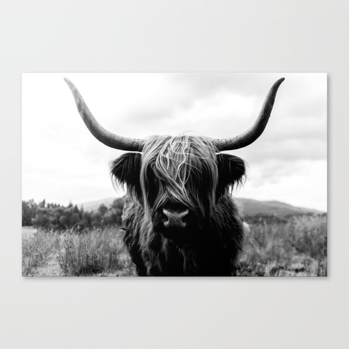 Scottish Highland Cattle Black and White Animal Leinwanddruck Scottish Highland Cattle Black and White Animal Leinwanddruck
