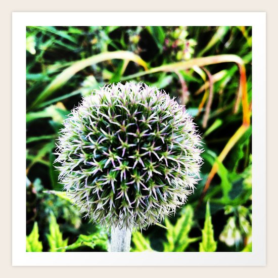 garden 1 Art Print