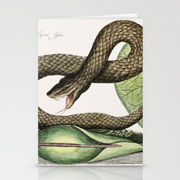Brown Viper (Vipera Fusca) Stationery Cards