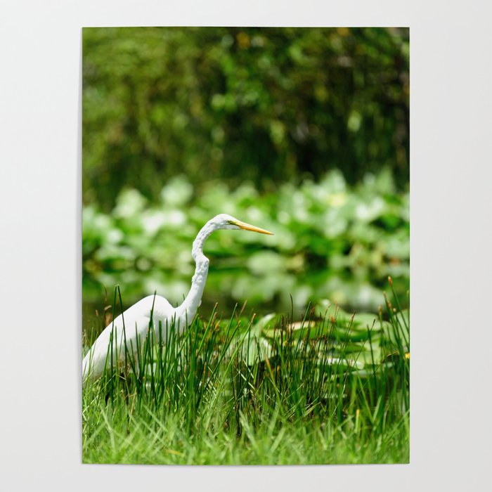 Great Egret in a Green Field Poster
