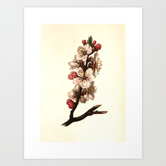 Almond blossom from "The Moral of Flowers" (1833) by Rebecca Hey Art Print