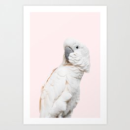 Cockatoo Exotic Parrot Photography | Tropical Bird Art Art Print
