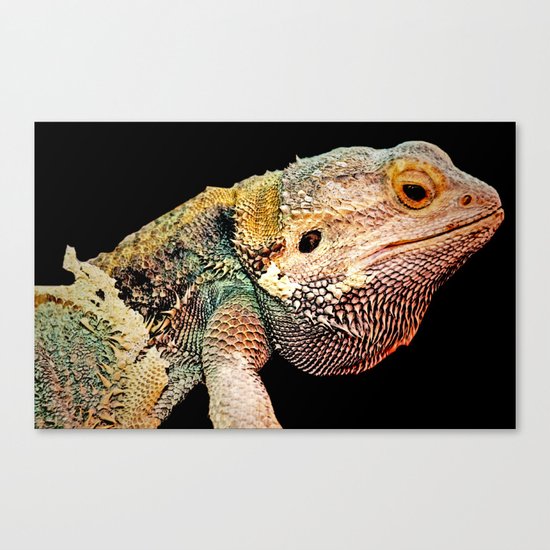 BEARDED DRAGON Canvas Print