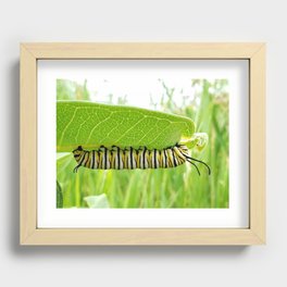 Monarch Recessed Framed Print