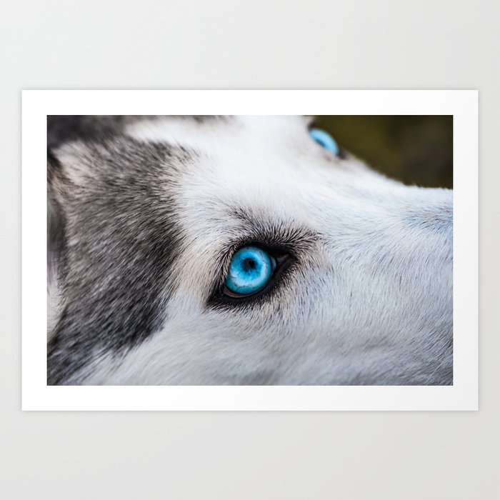 Siberian Husky Eyes Color Art Print By Nocolordesigns