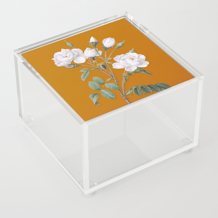 Vintage White Rose Botanical Illustration on Bright Orange Acrylic Box