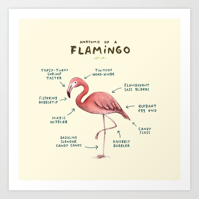 Anatomy of a Flamingo Kunstdrucke Anatomy of a Flamingo Kunstdrucke